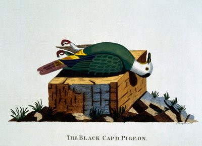 Le pigeon à capuchon noir, de 